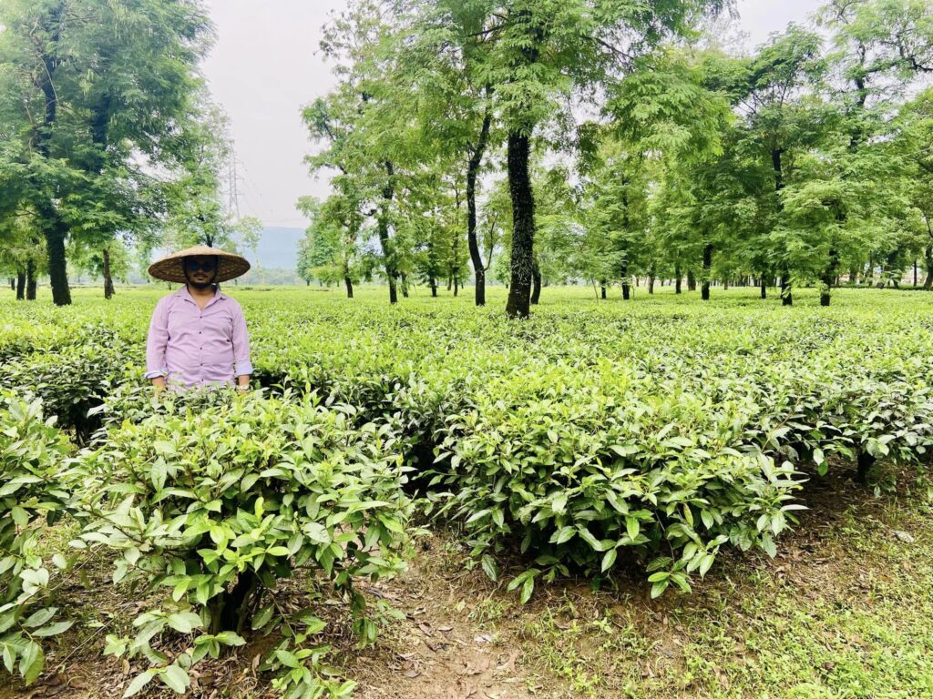 A student in a wide-brimmed hat and pink shirt stands among lush green tea bushes on a sprawling plantation. Tall trees encircle the serene area, perfect for an enriching travel experience under the overcast sky.