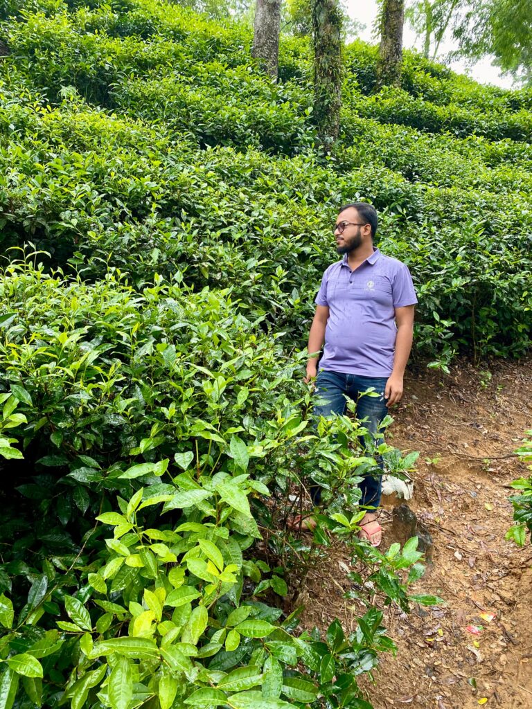 A person stands on a narrow dirt path among lush green tea plants, wearing a purple shirt and jeans. The landscape is filled with dense vegetation, and the person is looking off to the side, appearing relaxed in the natural setting.